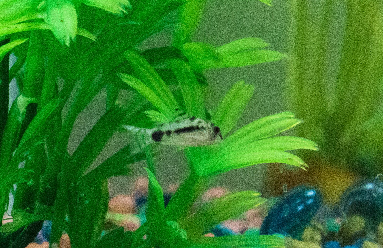 Pygmy Corydora 2 (1 of 1).jpg