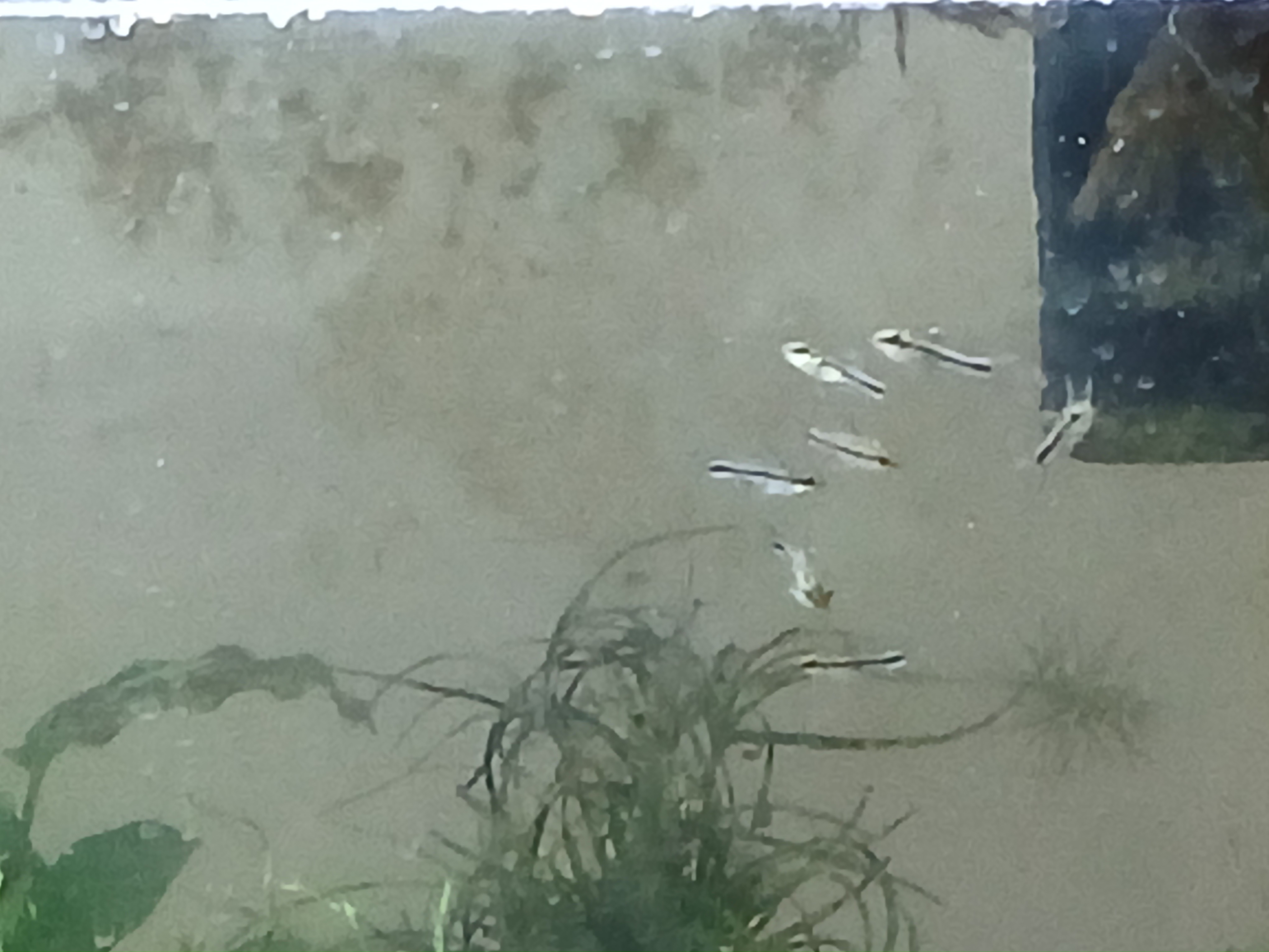 Pygmy Corys