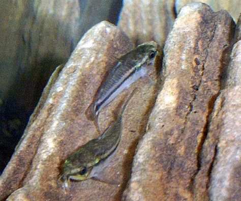 pygmycory.jpg