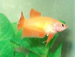 qbetta3.jpg