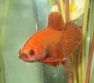 qbetta6.jpg