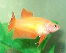 qbetta7.jpg