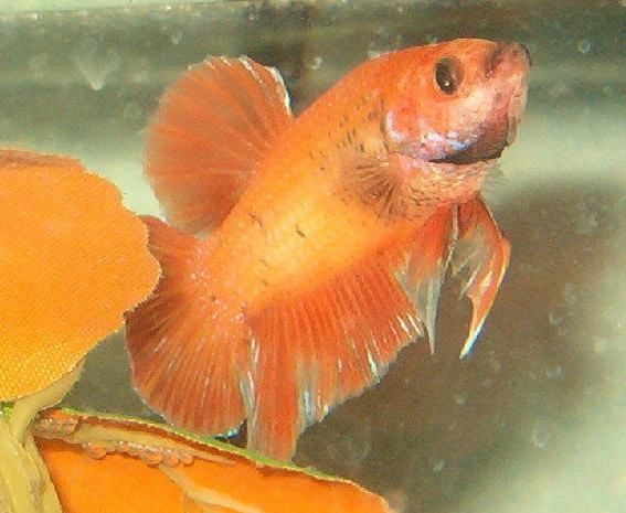 qbetta8.jpg