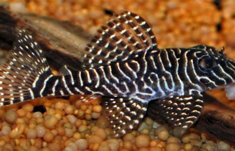 queen pleco.jpg