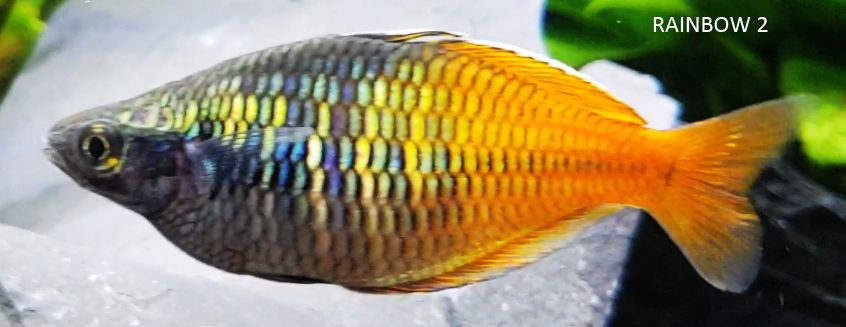 RAINBOW2.jpg