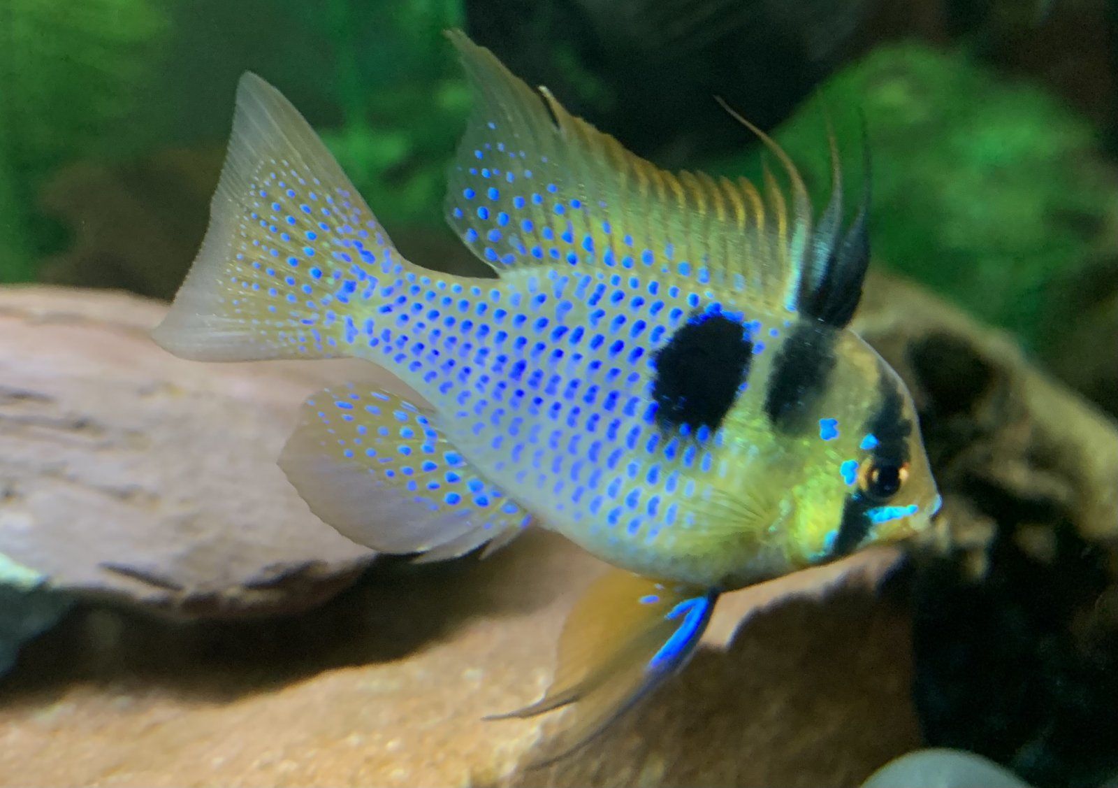 ram colors.jpg