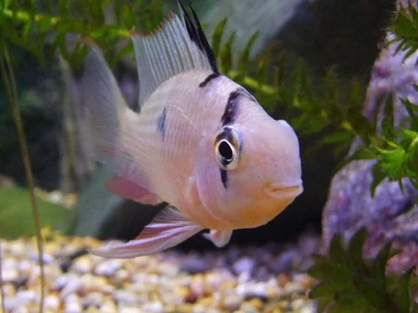 Ram.jpg | Tropical Fish Forums 🐠