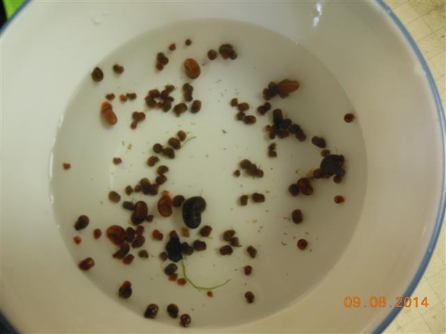 ramshorn 001 (Small).JPG