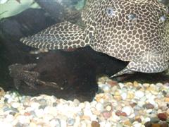 random_09_058__WinCE_.jpg
