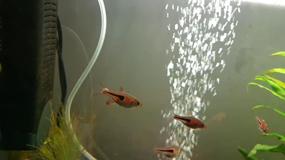 rasbora.jpg