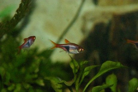 rasbora_2.jpg