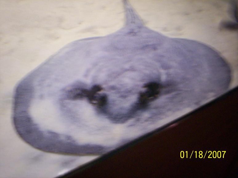 ray_update.JPG