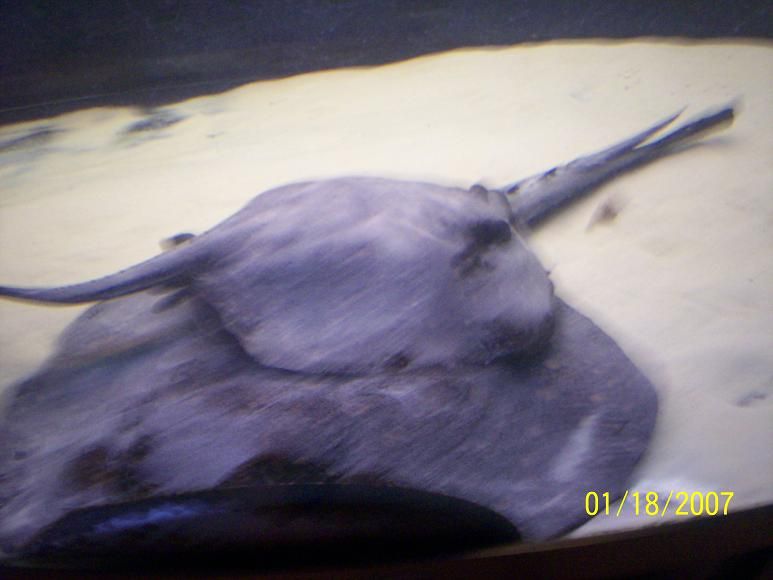 ray_update4.JPG