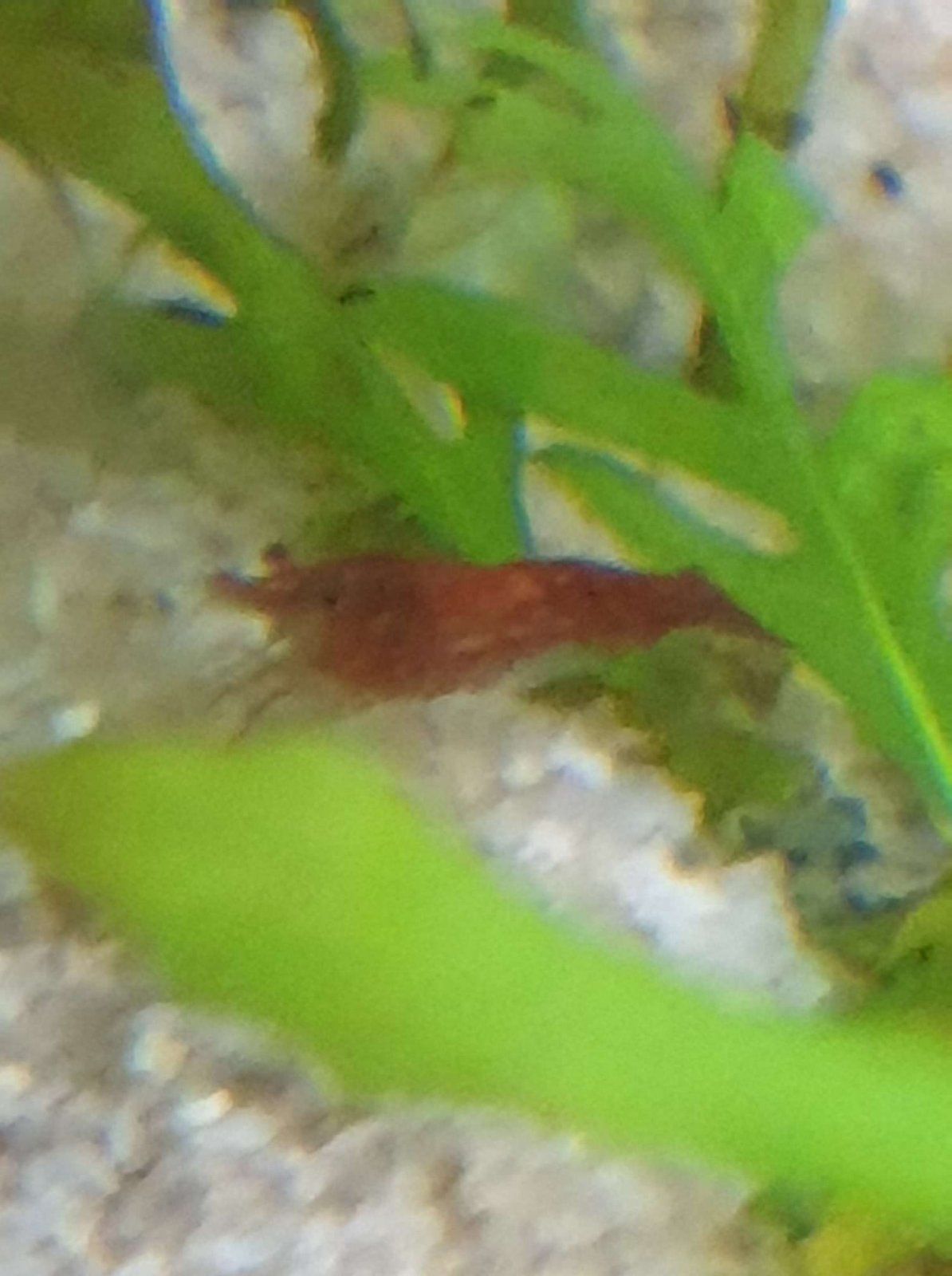 red cherry shrimp.JPEG