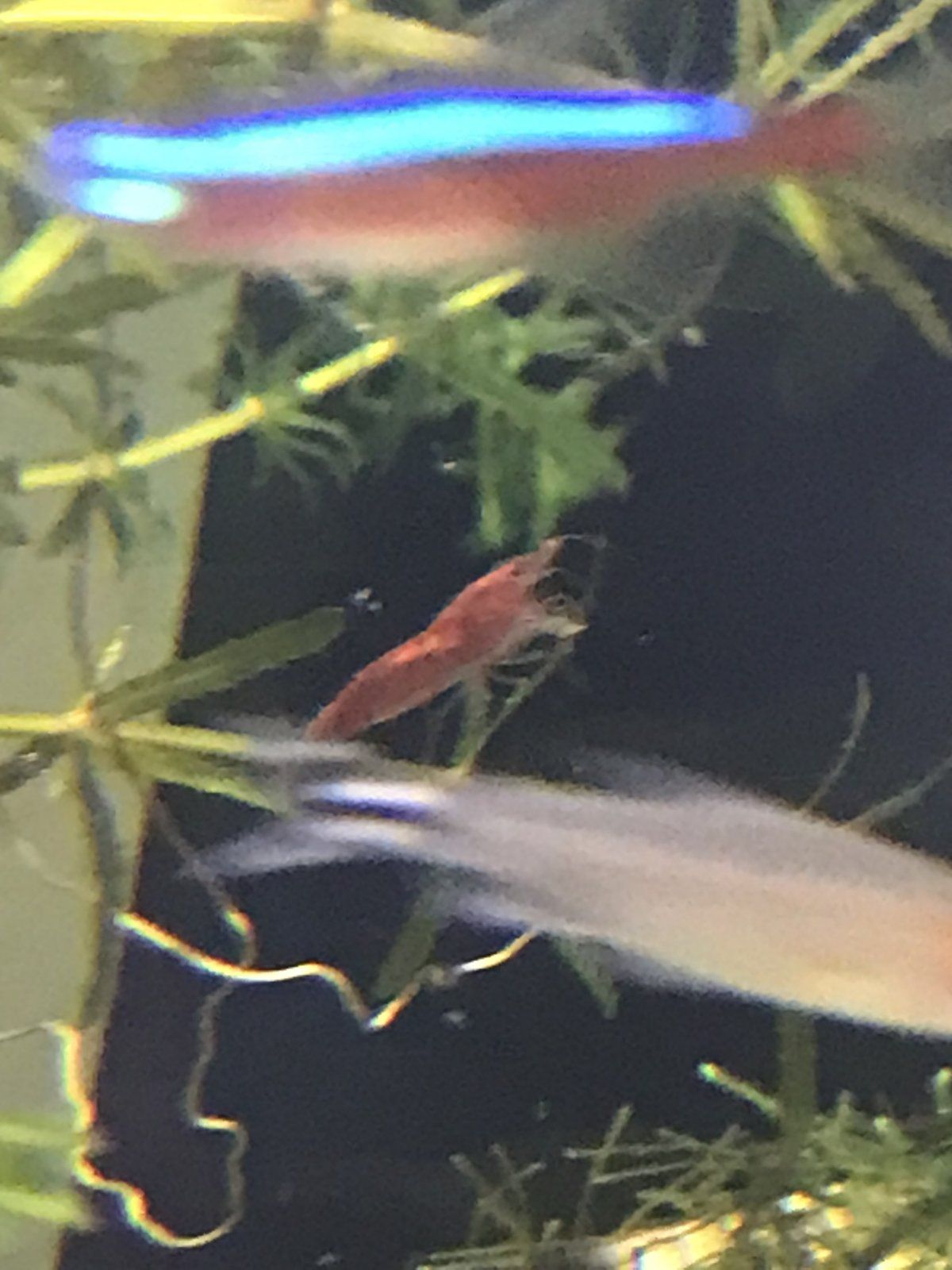 red cherry shrimp low fire red grade.jpeg