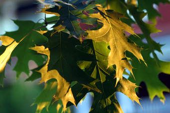 red oak leaves.jpg