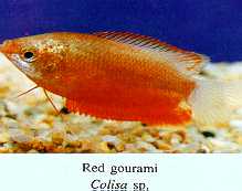 red_gourami.jpg