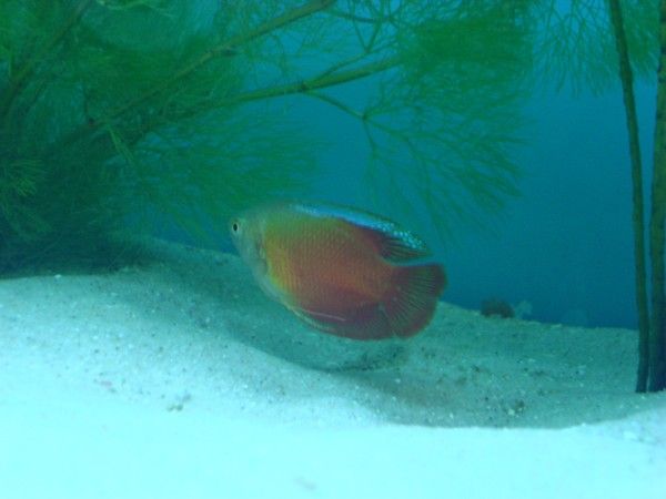 Red_Gourami.jpg