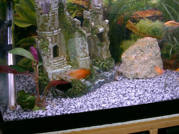 Red_Gourami.jpg