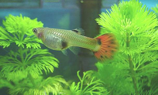 Red_Guppy_2.jpg