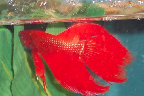 RedBetta.jpg