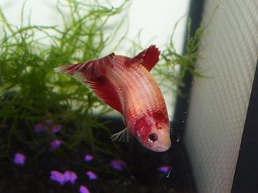 RedMarbleHMF4.JPG