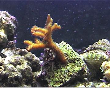 reef1_040.jpg