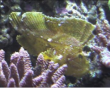 reef1_097.jpg