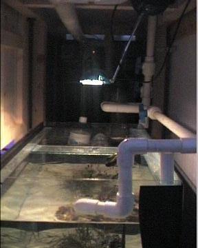 reef1_111.jpg