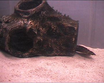 reef1_137.jpg