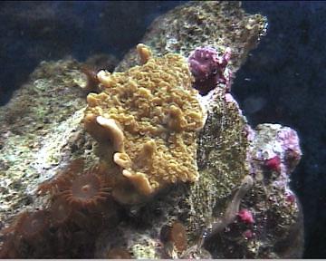 reef1_156.jpg