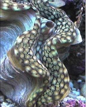 reef1_246.jpg