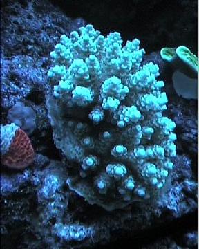 reef1_273.jpg