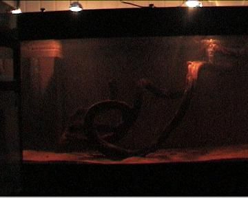 reef1_363.jpg