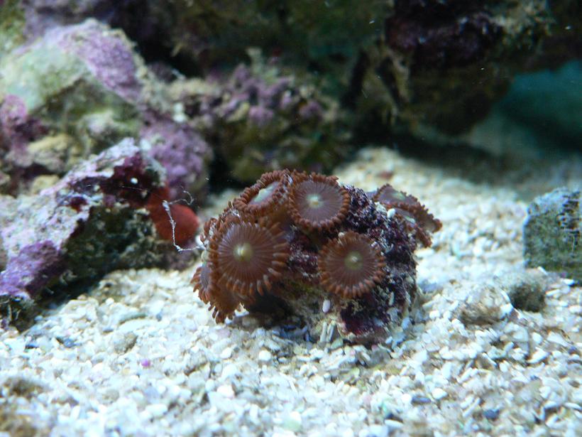 Reef_1.jpg