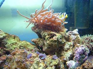 Reef_Aquarium_002.jpg