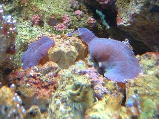 Reef_Aquarium_006.jpg
