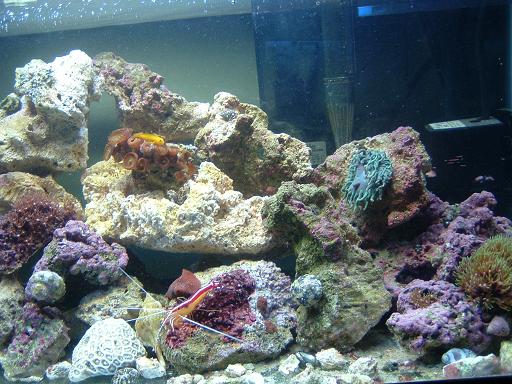 Reef_Aquarium_016.jpg