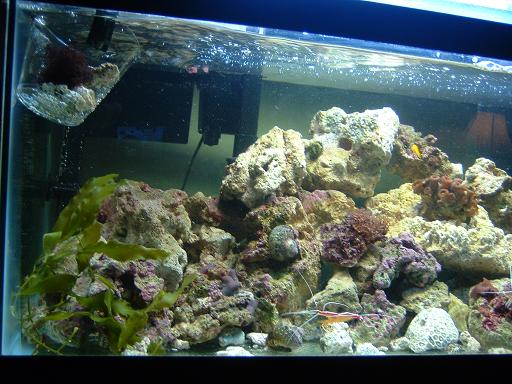 Reef_Aquarium_018.jpg