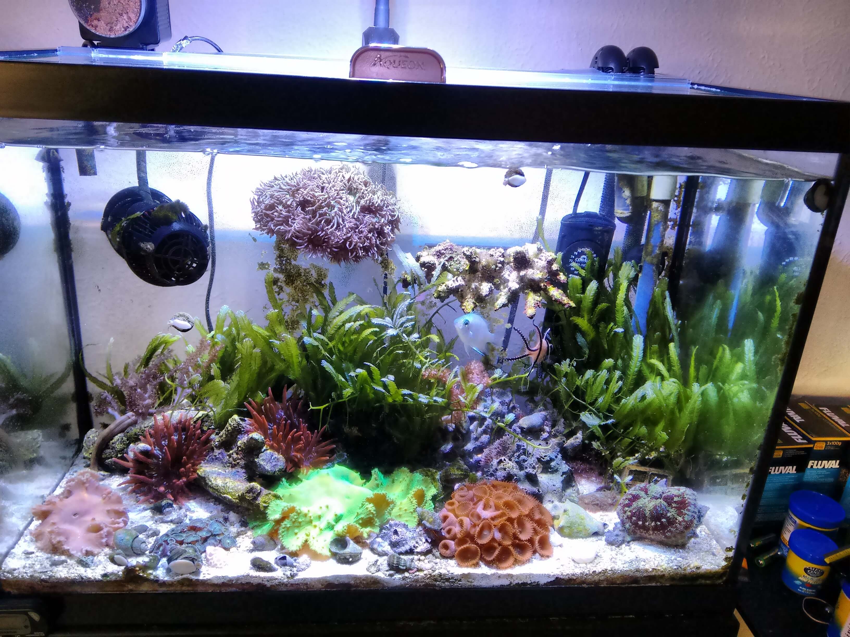 reef_fts.jpg