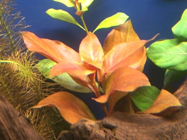 Repens2.jpg