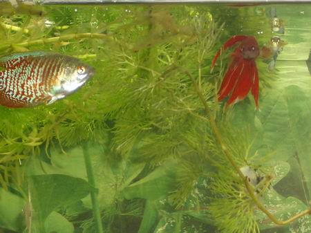 Resize_of_new_fish_016.JPG