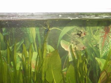 Resize_of_new_fish_022.JPG