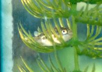 resting_in_plant.jpg