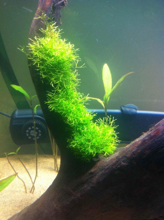 Riccia growth 1 week.jpg