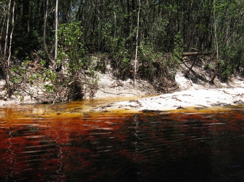 Rio Negro Igapo.jpg
