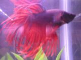 roaringred1.jpg