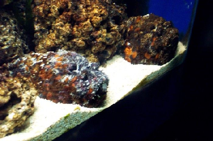 rockfish1.JPG
