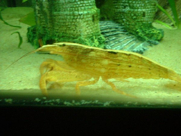 rockshrimp_109.jpg