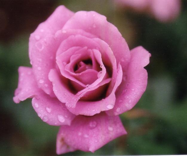 rose.jpg